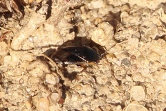 Geocoris uliginosus