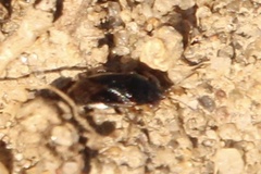 Geocoris uliginosus
