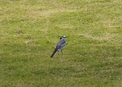 Motacilla alba ocularis
