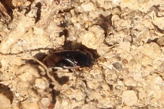 Geocoris uliginosus