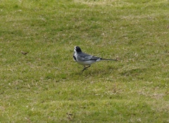 Motacilla alba ocularis