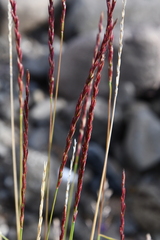 Elymus macrourus