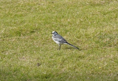 Motacilla alba ocularis