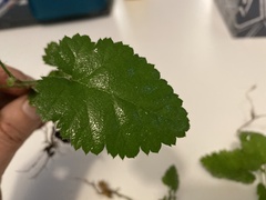 Rubus leucodermis