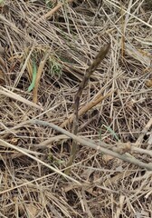 Asparagus acutifolius