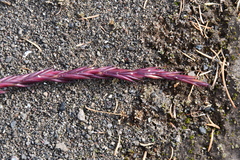 Elymus macrourus