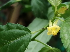 Corchorus siliquosus