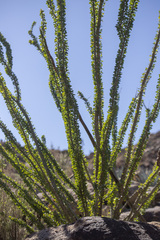 Fouquieria splendens splendens