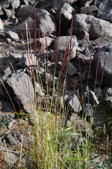 Elymus macrourus