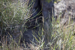 Hilaria rigida