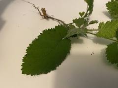 Rubus leucodermis