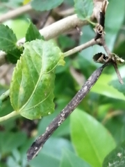 Corchorus siliquosus