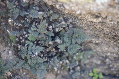 Myriopteris parryi