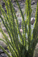 Fouquieria splendens splendens
