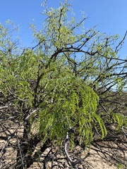 Prosopis nigra