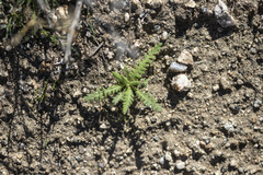 Emmenanthe penduliflora penduliflora