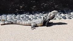 Ctenosaura hemilopha