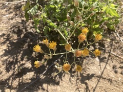 Bebbia atriplicifolia