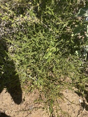 Phoradendron brachystachyum