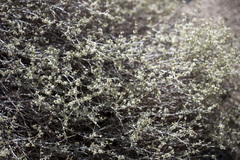 Eriogonum wrightii nodosum