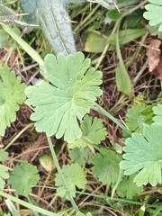 Geranium pusillum