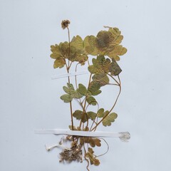 Adoxa moschatellina