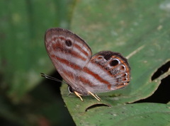 Euselasia euryone