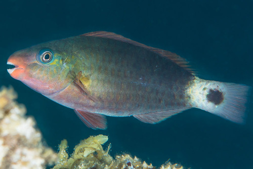 Pacific Bullethead Parrotfish