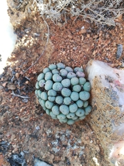 Conophytum