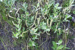 Salix glauca