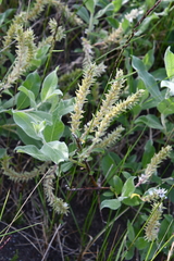 Salix glauca