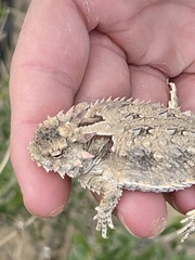 Phrynosoma cerroense