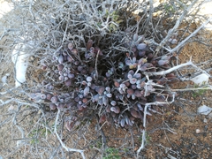 Cotyledon papillaris