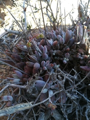 Cotyledon papillaris