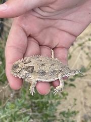 Phrynosoma cerroense