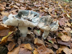 Russula cyanoxantha