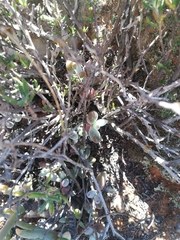 Cotyledon papillaris