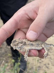 Phrynosoma cerroense