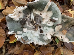 Russula cyanoxantha