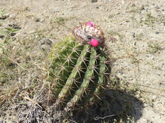 Melocactus curvispinus
