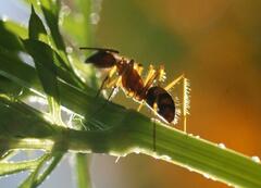 Camponotus cingulatus