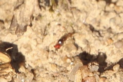 Pheidole bicarinata