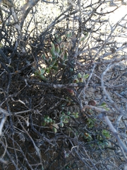 Cotyledon papillaris