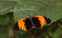Heliconius numata bicoloratus