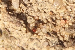 Pheidole bicarinata