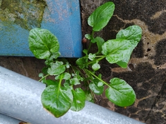 Barbarea vulgaris