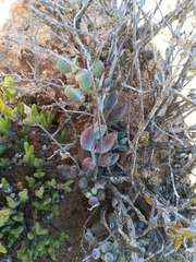 Cotyledon papillaris