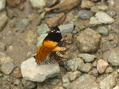 Hypanartia godmanii