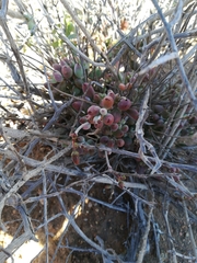 Cotyledon papillaris