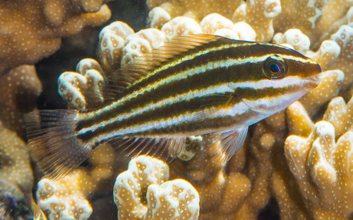 Pacific Bullethead Parrotfish